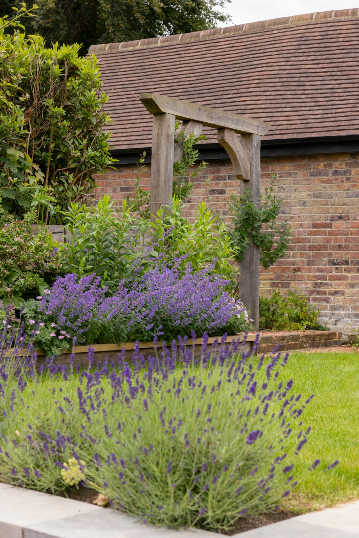 Lavender and catmint planting beside an oak arbour