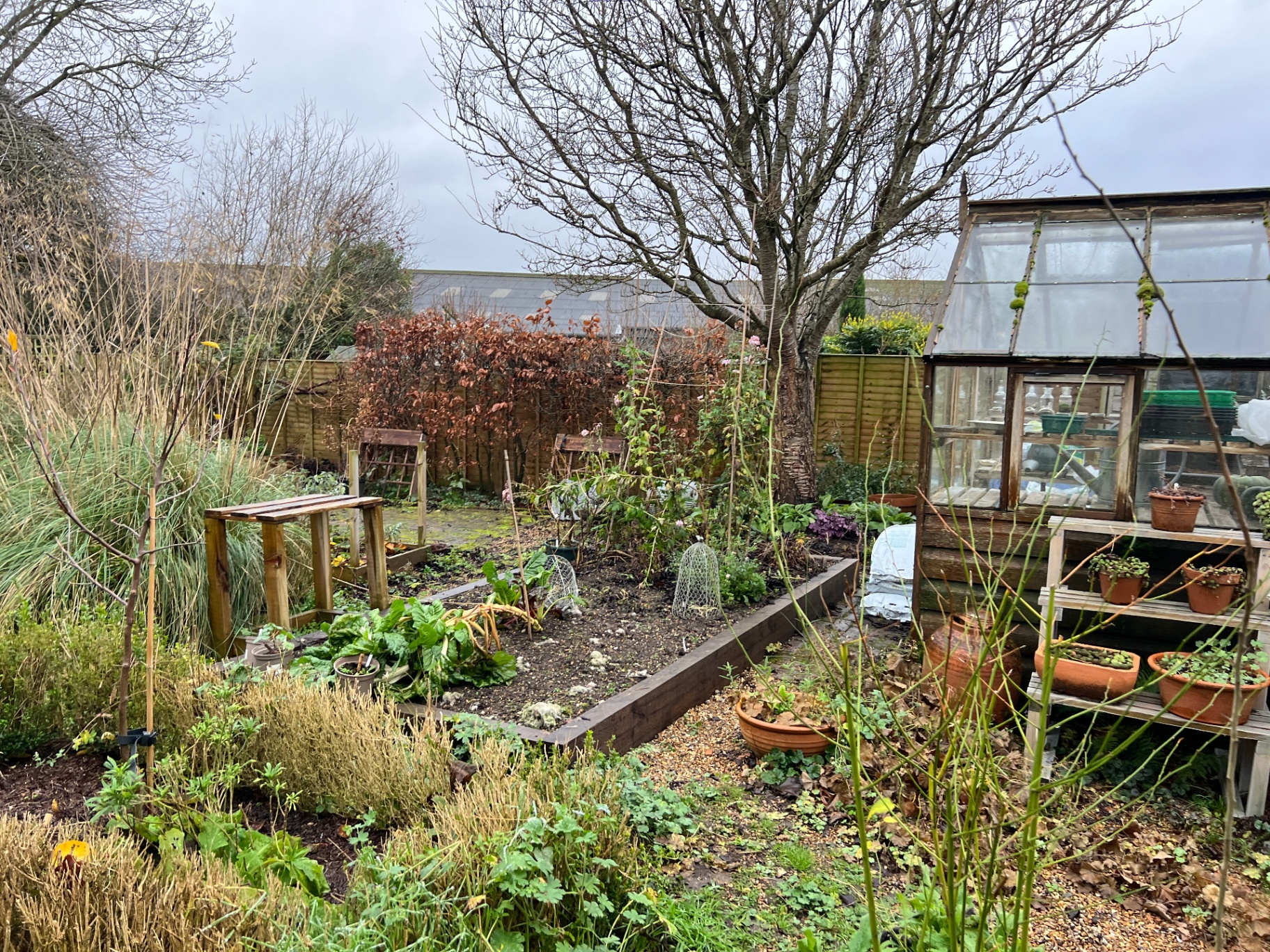 Original garden — raised vegetable bed with sparse winter planting beside an old greenhouse